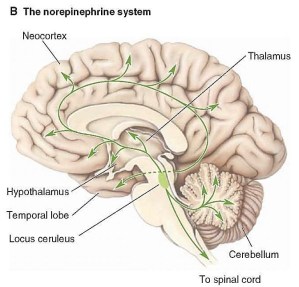 FIGURE 28-2 Serotonergic and noradrenergic pathways in depression. Schematic diagrams illustrating the distribution of the: (B) noradrenergic pathways that arise from the nucleus locus ceruleus and other regions of the brainstem reticular formation. From Behavioral and Psychiatric Disorders (Integrative Systems) Part 2 